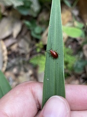 Chrysomelidae