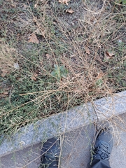 Angiospermae