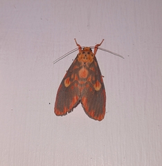 Ammatho cuneonotatus
