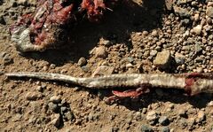 Pseudonaja aspidorhyncha