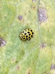 Psyllobora vigintiduopunctata