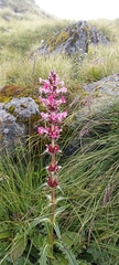 Morina longifolia