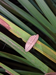 Epiphryne verriculata