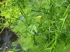 Sagittaria sagittifolia