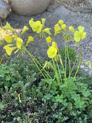 Oxalis pes-caprae