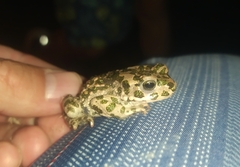 Bufotes viridis viridis