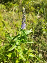 Veronica longifolia