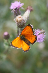 Lycaena virgaureae