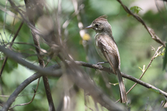 Xenotriccus mexicanus