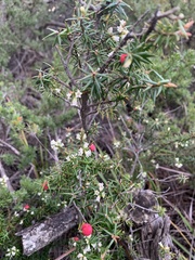 Leptecophylla oxycedrus