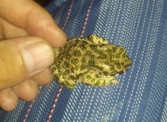Bufotes viridis viridis