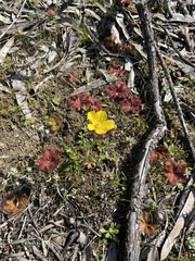 Ranunculus pachycarpus