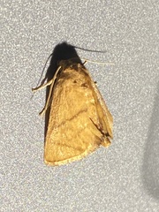 Apoda y-inversa