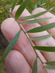 Acacia fimbriata