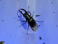 Lucanus cervus