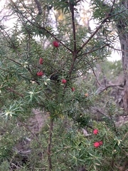 Leptecophylla oxycedrus