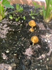 Agrocybe pediades
