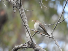 Myzomela sanguinolenta