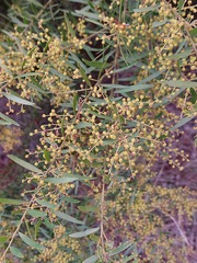 Acacia fimbriata