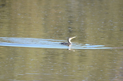 Phalacrocorax carbo lucidus
