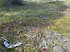 Ranunculus pachycarpus