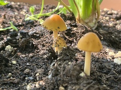 Agrocybe pediades