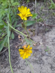 Pilosella novosibirskensis