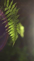 Athyrium filix-femina