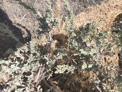 Artemisia tridentata