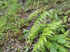 Gentiana asclepiadea