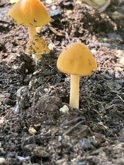 Agrocybe pediades