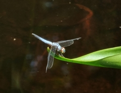 Brachydiplax chalybea