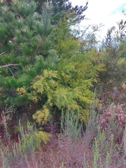 Acacia fimbriata