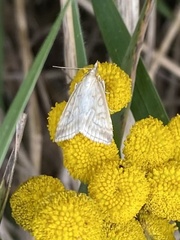 Udea lutealis