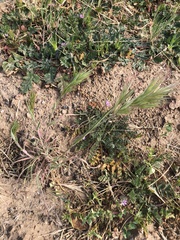 Bromus