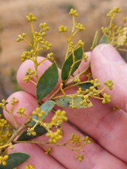 Acacia buxifolia