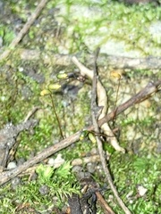 Amblystegium serpens