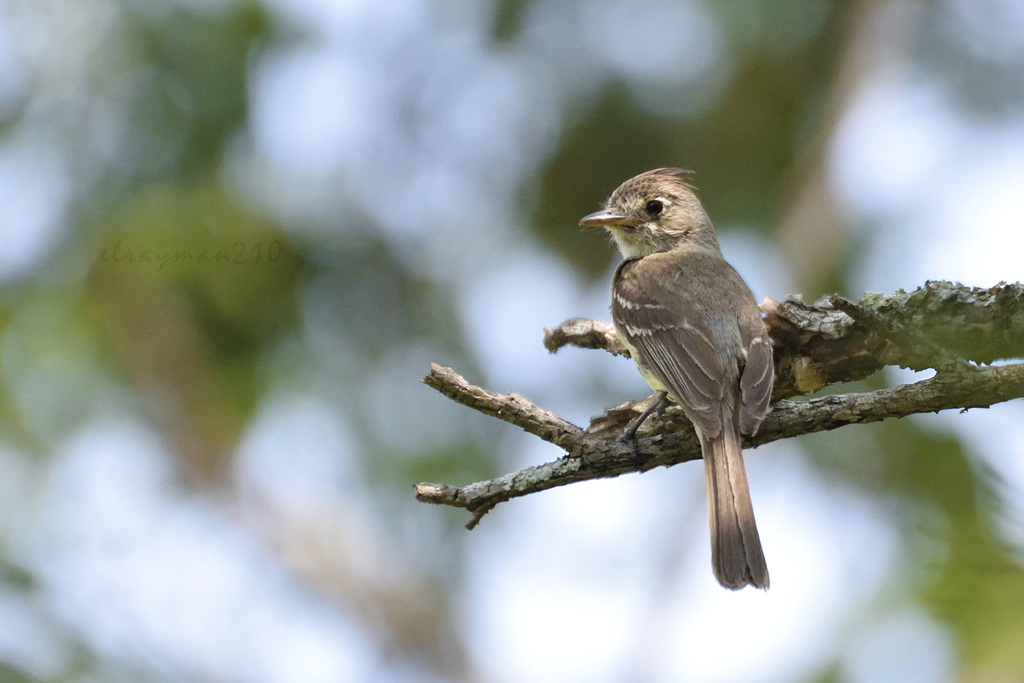 Pileated Flycatcher (Xenotriccus mexicanus) photo
