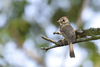 Pileated Flycatcher - Photo (c) Ricardo Arredondo T., some rights reserved (CC BY-NC), uploaded by Ricardo Arredondo T.