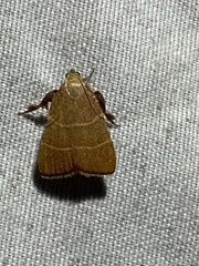 Parachma ochracealis
