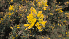 Ulex gallii