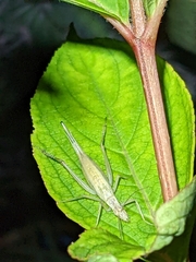 Oecanthus pellucens