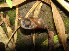 Succineidae