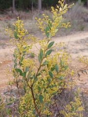 Acacia buxifolia