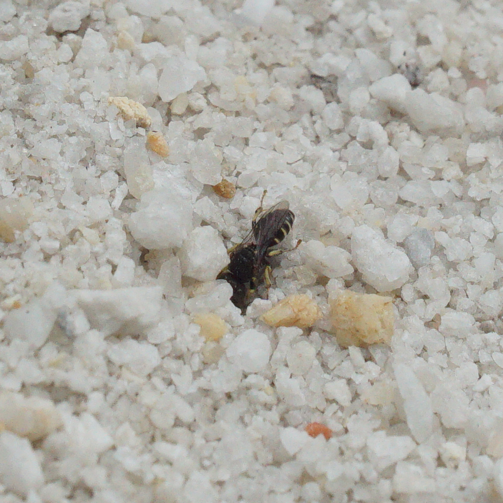 Oxybelus malaysianus
