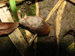 Succineidae