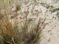 Juncus maritimus