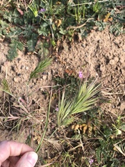 Bromus