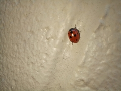 Coccinella undecimpunctata