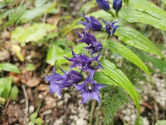 Gentiana asclepiadea